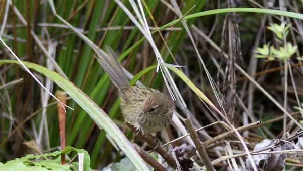 Athenree wetland